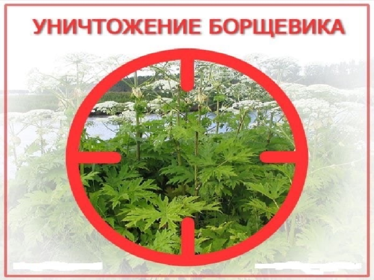 Оповещение о начале работ по уничтожению борщевика Сосновского.